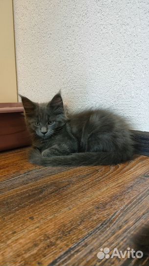 Котята мейн-кун