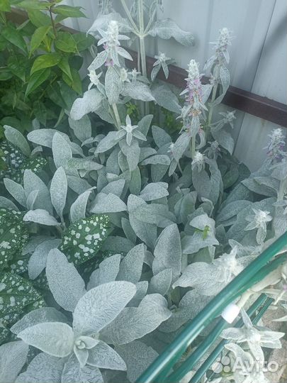 Цветы садовые