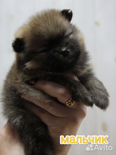 Щенки шпица