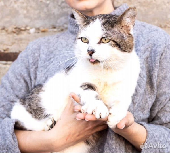 Замечательный котик Боцман ищет дом