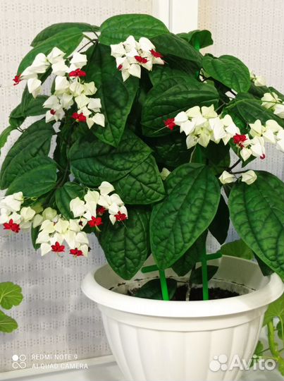 Клеродендрум