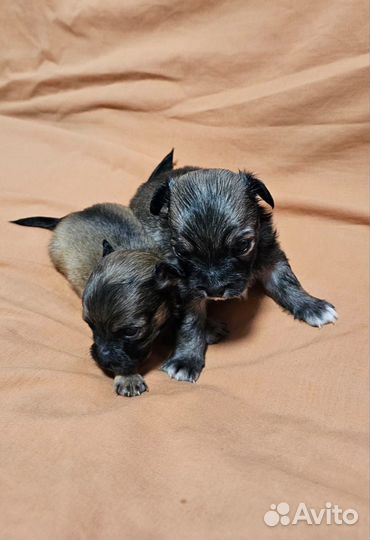 Щенки пекинеса