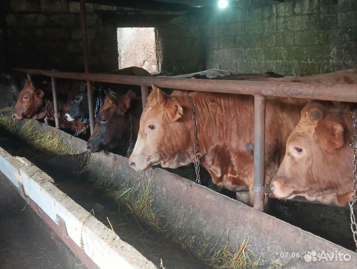 С/х животные бычки