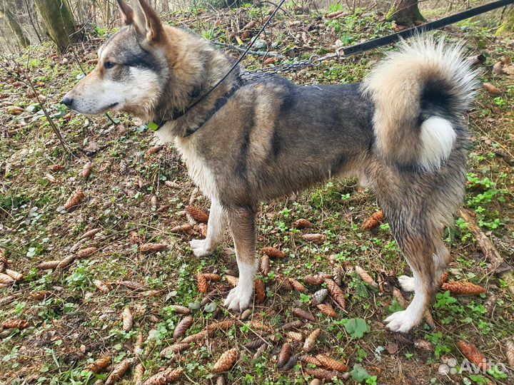 Вязка, кобель зсл