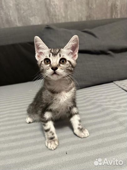 Котята в добрые руки бесплатно