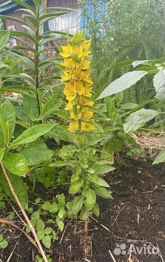 Вербейник точечный