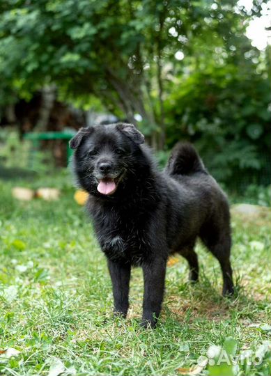 Маленькая собака в добрые руки