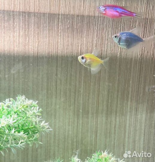 Аквариумные рыбки