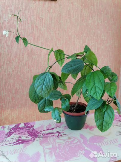 Клеродендрум