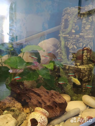 Аквариум с тумбой 200 литров, полный комплект