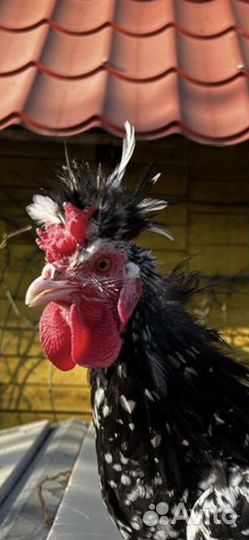 Королевский