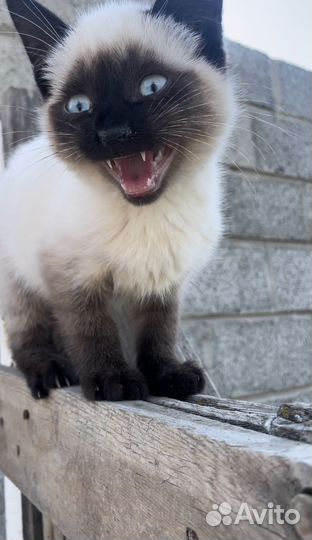 Кошка колор пойнт
