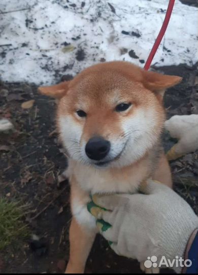 Щенки сиба ину