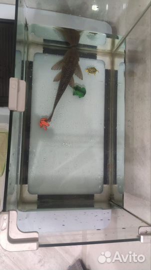 Парчовыйптеригоплихт