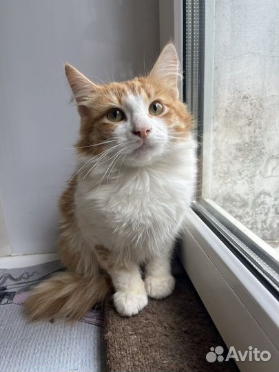 Котенок в добрые руки