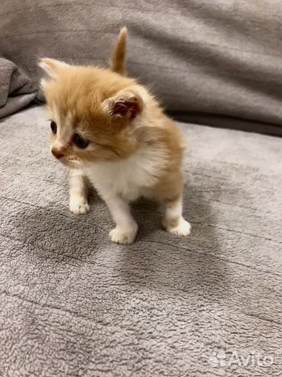 Отдаем котят