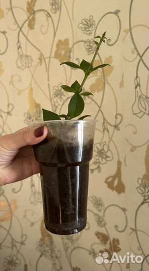 Цветок Эсхинантус