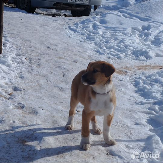 Отдам кутят