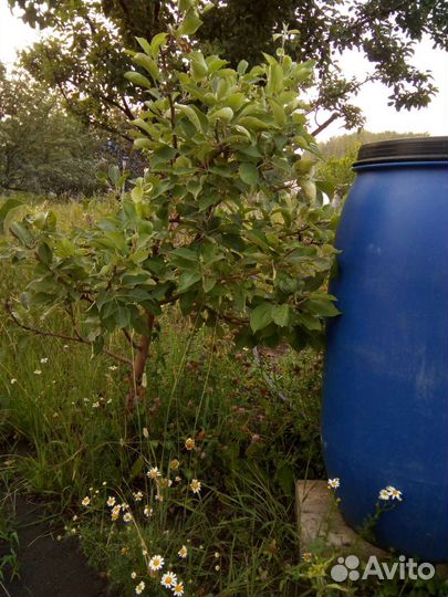 Можжевельник, Калина, бархатцы