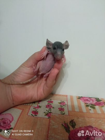 Крыса сфинкс