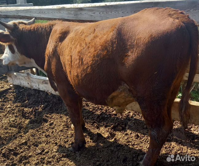 Быки герефорд