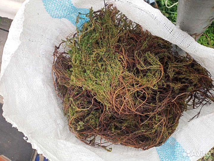 Лечебная, шикша сибирская.Республика Алтай