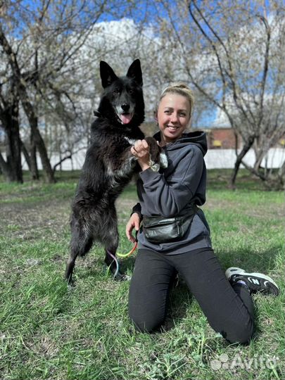 Собака Наоми из приюта в добрые руки