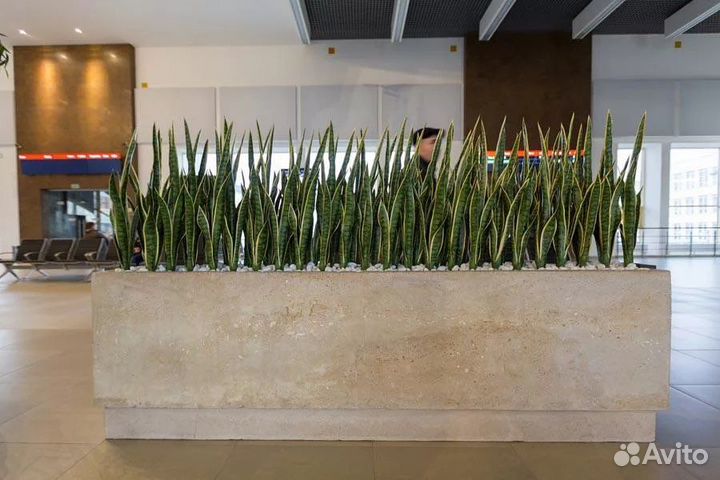 Сансевиерия Тёщин язык Щучий хвост искусственный