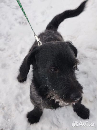 Мелкий пёсик