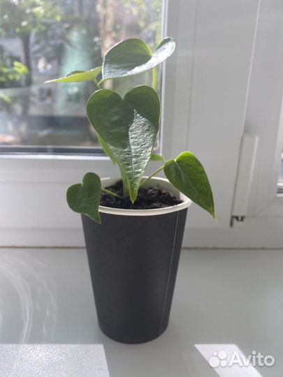 Антуриум мужское счастье