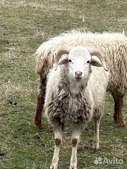 Бараны (кой)