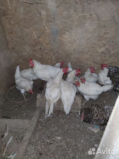 Куры несушки продам