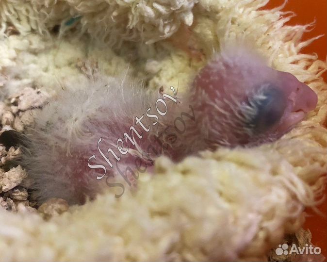 Птенец конголезского попугая