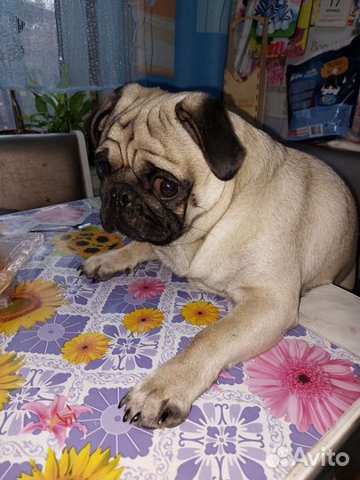 Мопс вязка мальчик