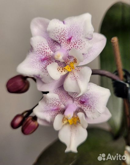 Орхидея фаленопсис бабочка