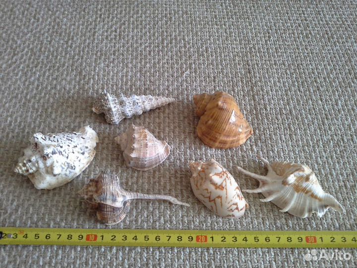 Морские ракушки