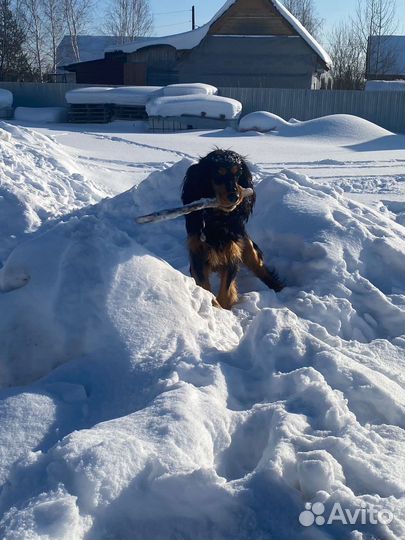 Вязка спаниель