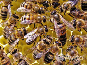 Пчелиные семьи