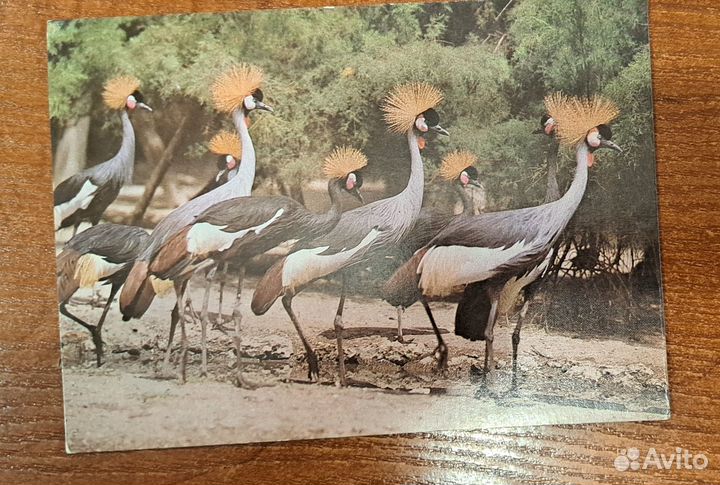 Открытки Животные СССР