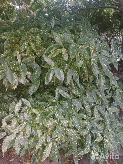 Аукуба японская