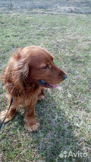 Кокер спаниель вязка