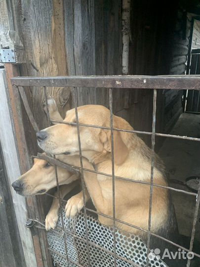 Продажа гончих собак
