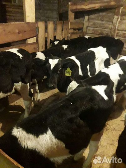 Молодняк крс