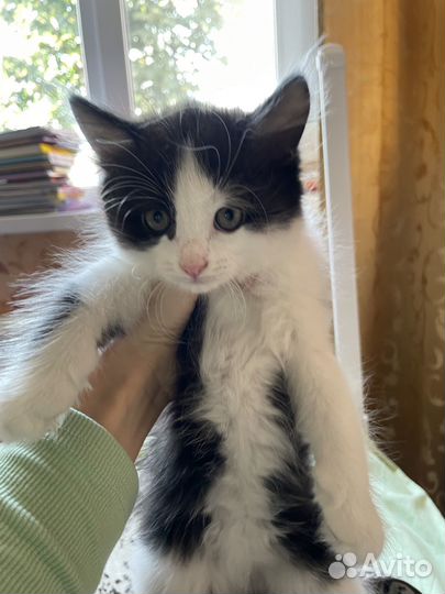 Кошечка. 2 месяца