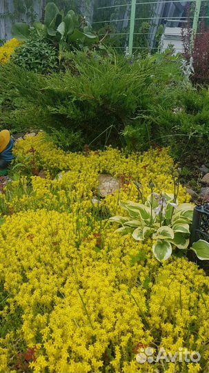 Мох декоративный цветущий, растения для альпийской