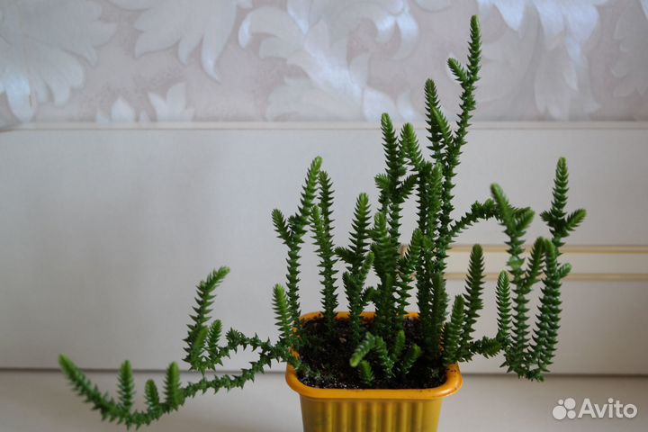 Комнатные растения