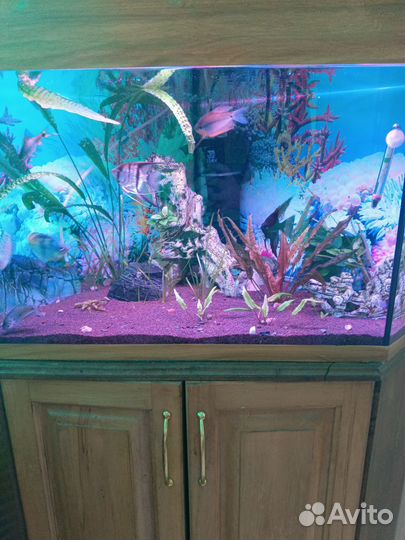 Готовый аквариум