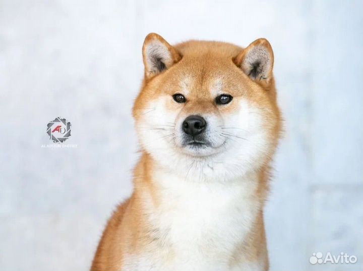 Щенки сиба ину