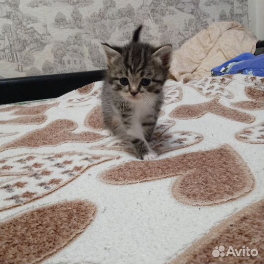 Швебриси