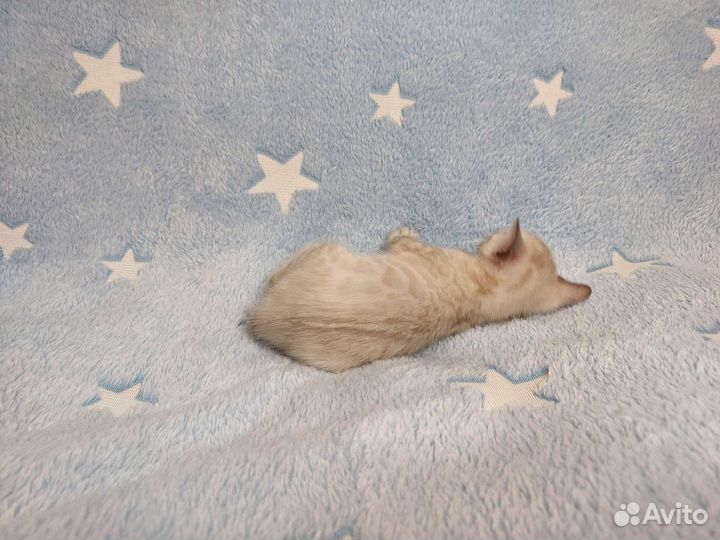 Снежные бенгальские котята